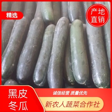 【店长推荐】吊冬瓜20斤以上黑皮冬瓜黑皮铁心吊冬瓜
