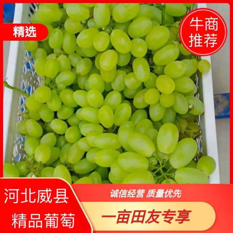 邢台威县精品维多利亚香甜多汁基地直供实力代办