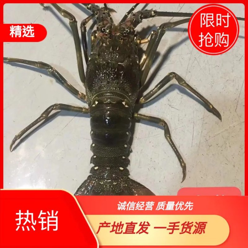 【精选】福建小青龙虾一手货源产地直发量大从优活冻品质