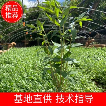 千屈菜苗，水枝柳，对叶莲，鞭草，败毒草，育景苗圃