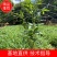 千屈菜苗，水枝柳，对叶莲，鞭草，败毒草，育景苗圃