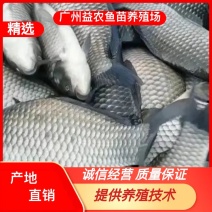 【产地发货】中科五号鲫鱼苗，大种鲫鱼，提供技术