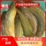【产地发货】鲶鱼苗，本地三黄塘鲺鱼，塘角鱼，提供技术