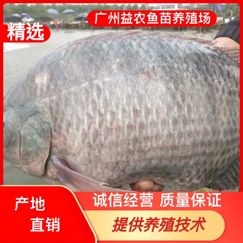【产地发货】罗非鱼苗，苏丹罗非鱼苗，提供技术