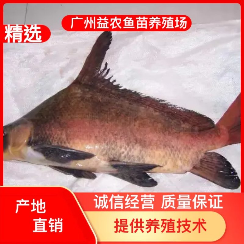 【产地发货】胭脂鱼苗，美人鱼鱼苗，一帆风顺鱼苗，提供技术