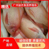 【产地发货】红罗非鱼苗，彩虹鲷，金罗非鱼苗