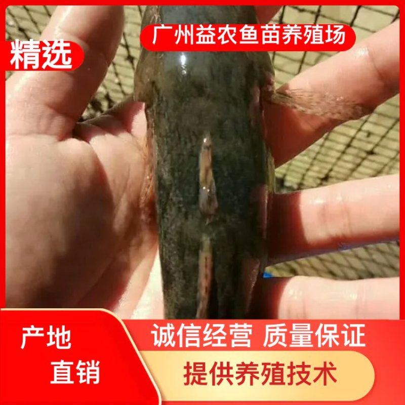 【产地发货】笋壳鱼苗，泰国笋壳鱼苗，免费提供养殖技术