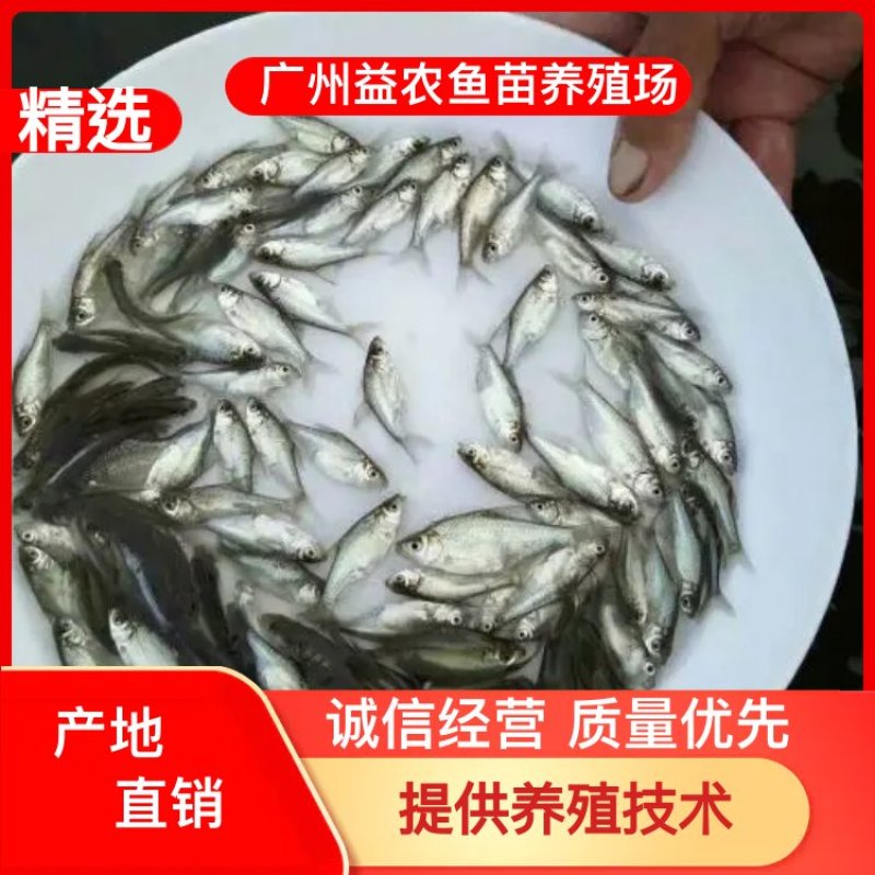 【产地发货】武鲳鳊鱼，团头鲂，三角鲂，沙边，提供技术