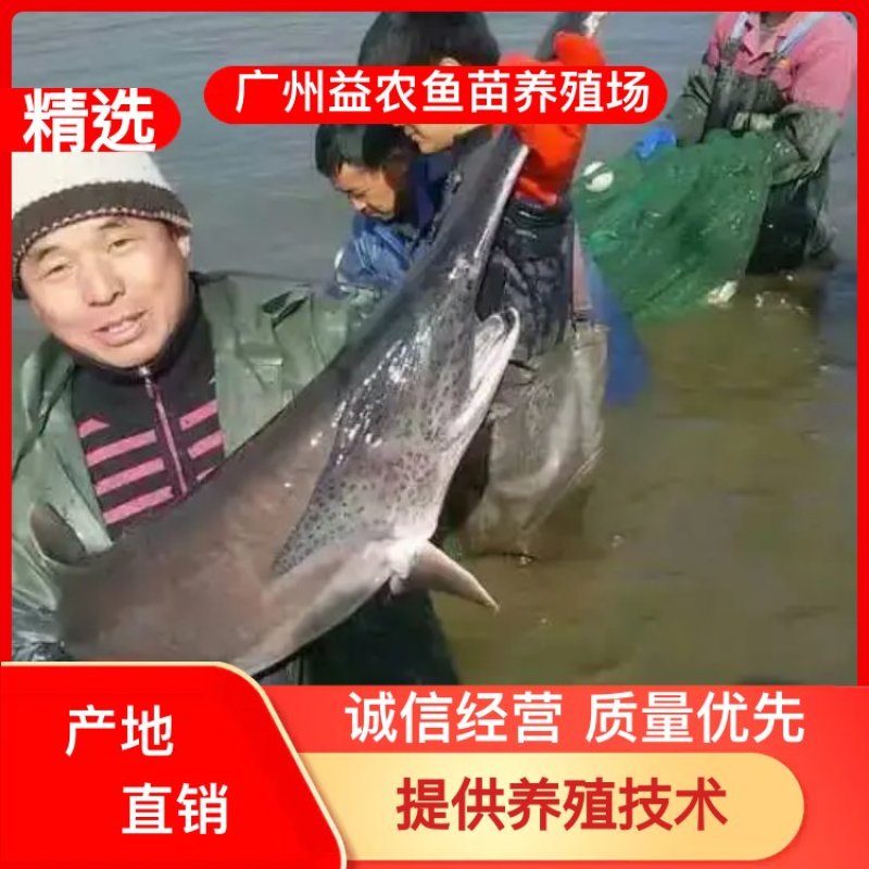 【产地发货】鸭嘴鱼苗，鸭嘴鲟鱼苗，免费提供养殖技术