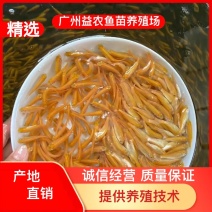 【产地发货】金草鱼金丝鲩鱼支持空运客运送货上门提供技术