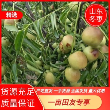 山东冬枣品种多样可实地考察看货全国发货量大优惠！