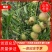 山东冬枣品种多样可实地考察看货全国发货量大优惠！