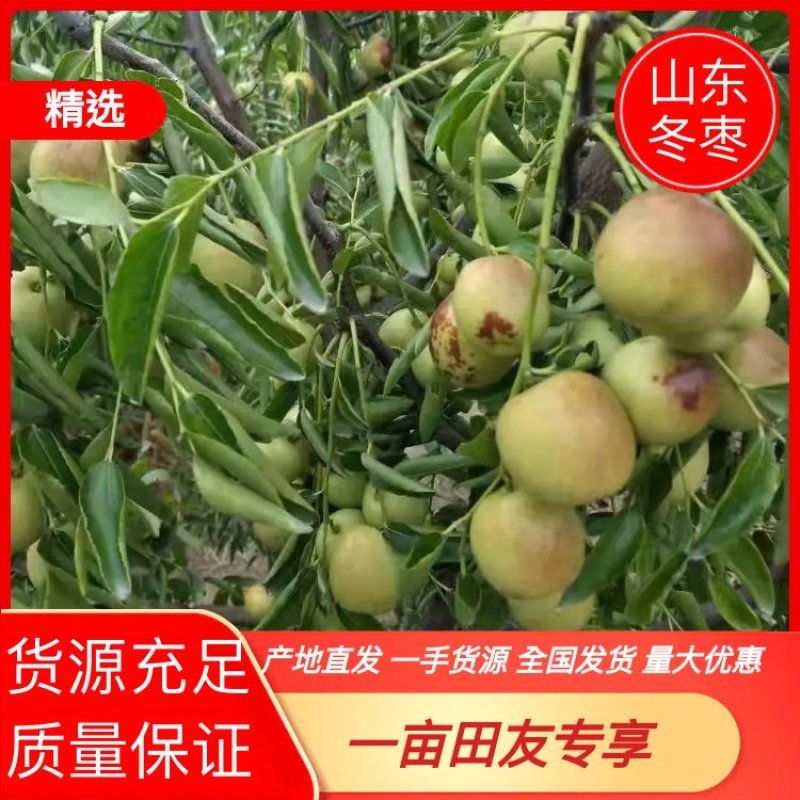 山东冬枣品种多样可实地考察看货全国发货量大优惠！