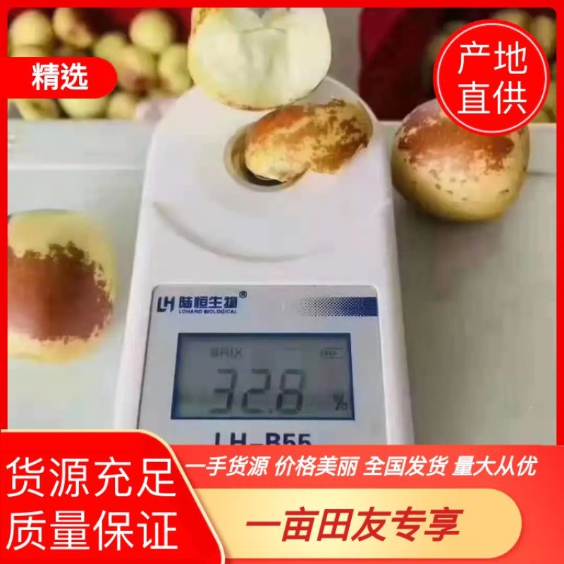 山东冬枣，鲜枣大量上市供应产地直供一手货源批发全国发货