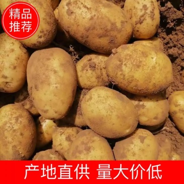 土豆希森六号一手货源量大从优可全国发货