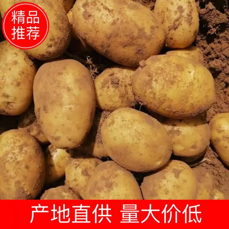 土豆希森六号一手货源量大从优可全国发货