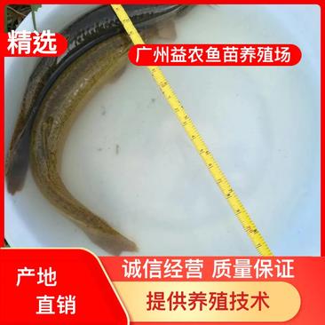 【产地发货】泥鳅鱼苗，台湾泥鳅鱼苗，美国泥鳅鱼苗提供技术
