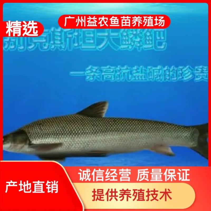【产地发货】银鳕鱼苗，大鳞鲃鱼苗免费提供技术