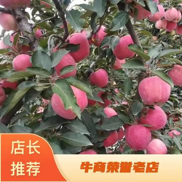 【产地直销】红富士苹果大量批发货源充足现场采摘