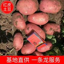 【红皮雪川红土豆】内蒙土豆产地直销量大从优要的