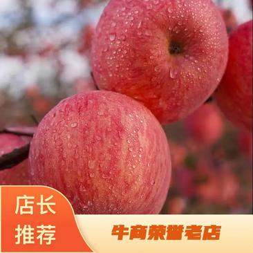 【精品】红星苹果纸袋红星苹果产地直供规格齐全