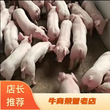 荐湖北仔猪基地直销全国发货健康第一包活到家量大从优