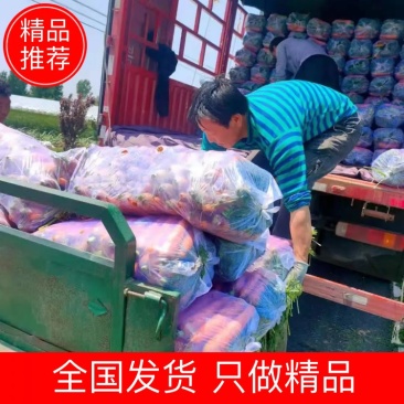 【热销】山东胡萝卜青岛莱西胡萝卜带土胡萝卜全国发货