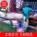 【热销】山东胡萝卜青岛莱西胡萝卜带土胡萝卜全国发货
