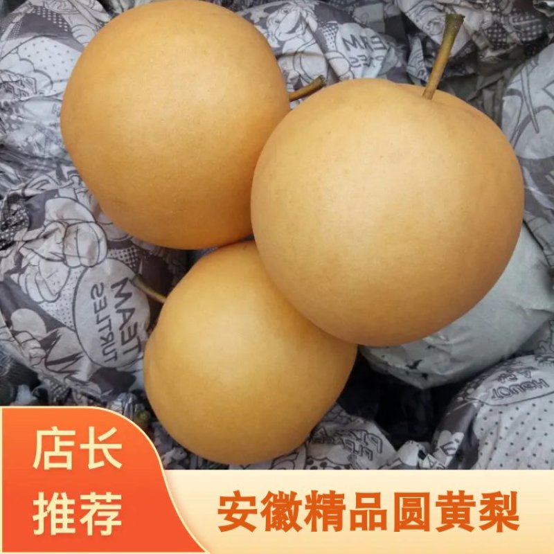 精品️圆黄梨万亩基地直供诚信报价产地直发