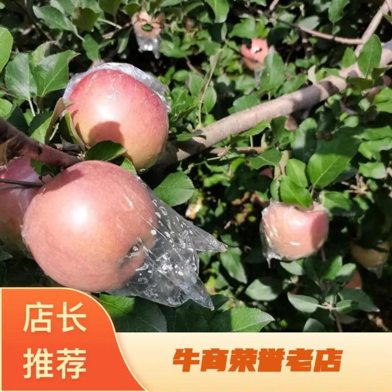 【畅销榜】山西临猗早熟红富士苹果，现摘现发，新鲜脆甜