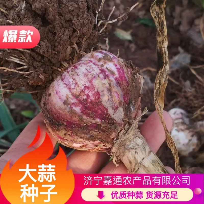 大清棵蒜种。太空2号蒜种，杂交大蒜种子。免费提供技术