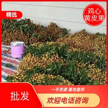 鸡心黄皮果电白产区一手货源可视频看货