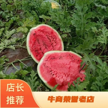 吉林庆红999西瓜，二茬瓜，瓜漏上市，产地直需要的联系！