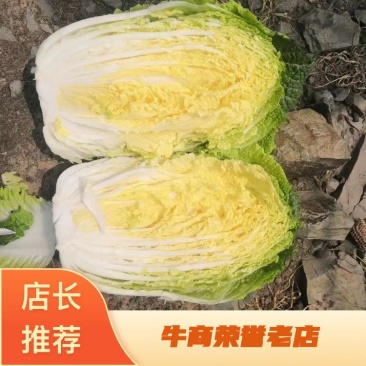 黄心白菜白菜心黄嫩货源充足新鲜现货产地直发