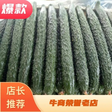 山东莘县，精品黄瓜，密刺黄瓜。[产地直供]