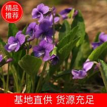 （精品）新产紫花地丁种子中药材地丁籽草花种子多年生洒播