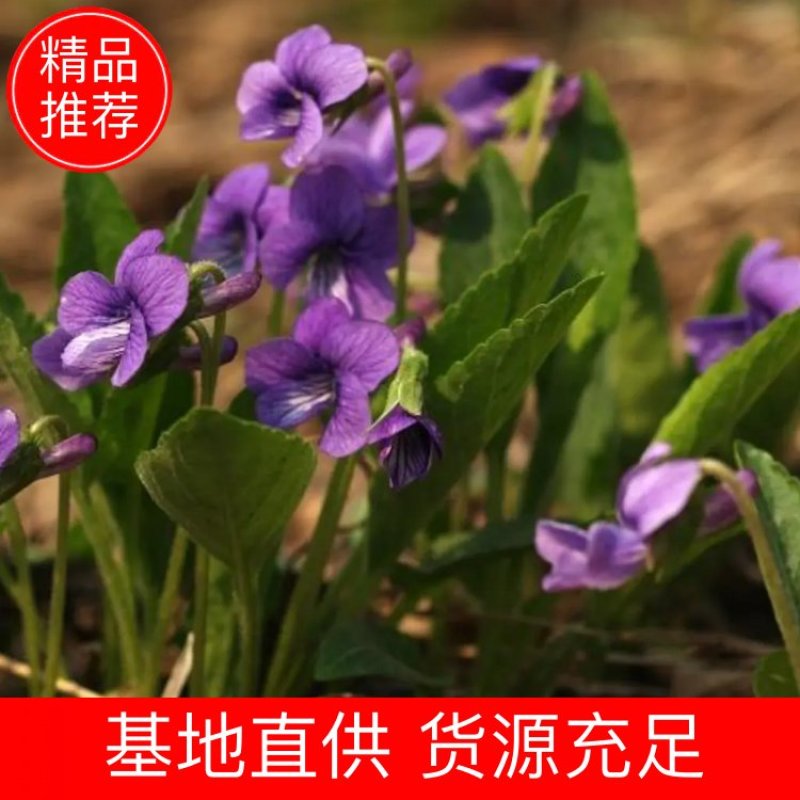 （紫花地丁种子，苦地丁籽，地丁籽，5斤以上包邮
