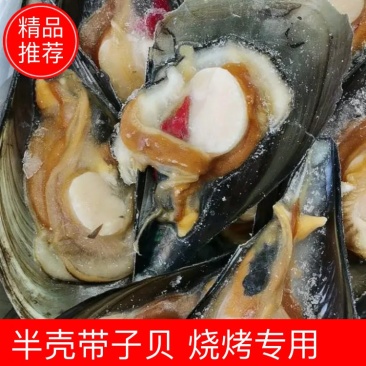 带子半壳带子瑶柱鲜活带子半壳带子贝烧烤食材专用