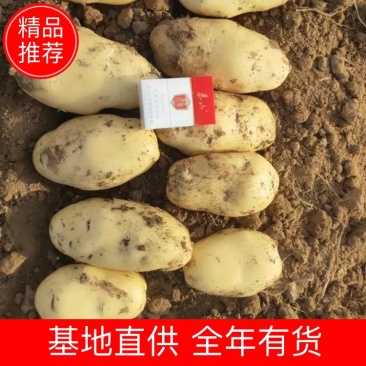 山东泰安肥城荷兰十五土豆冷库土豆价格优惠欢迎咨询下单