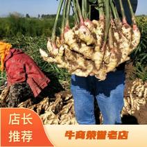 【正宗】红芽姜产地直发现挖现发一手货源保质保量量大从优