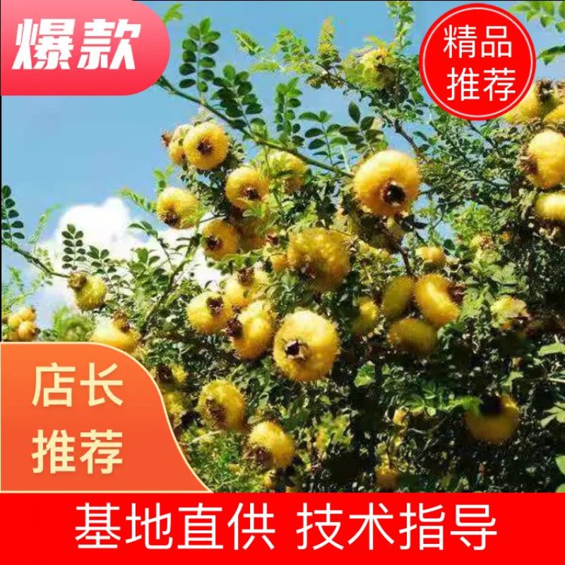 贵州高原生态刺梨，自然成熟，味道独特，物美价廉