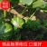 板栗南瓜，口感好，干，面，甜。质量好……