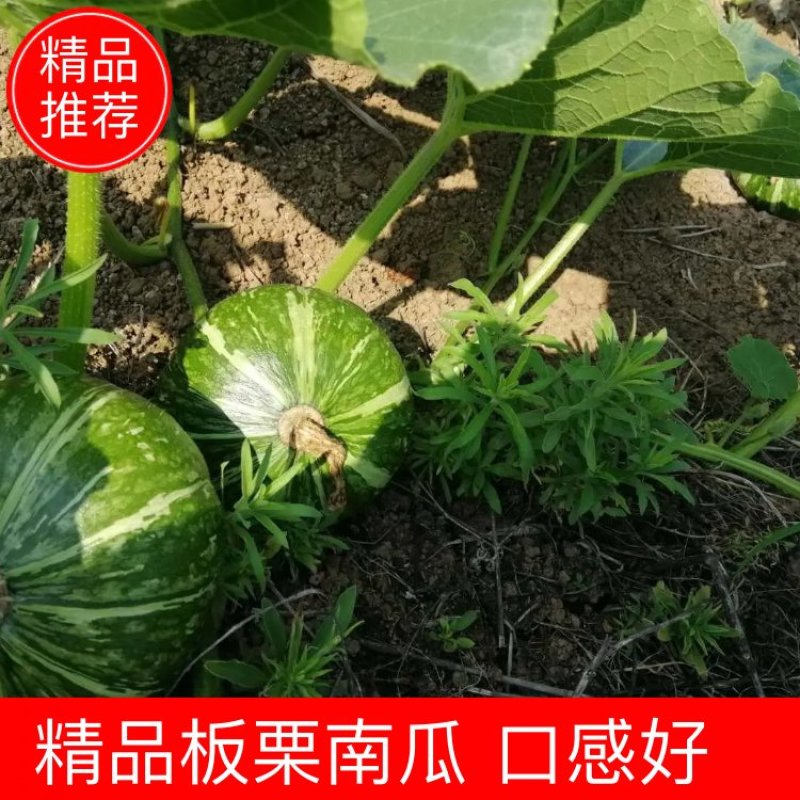 板栗南瓜，口感好，干，面，甜。质量好……