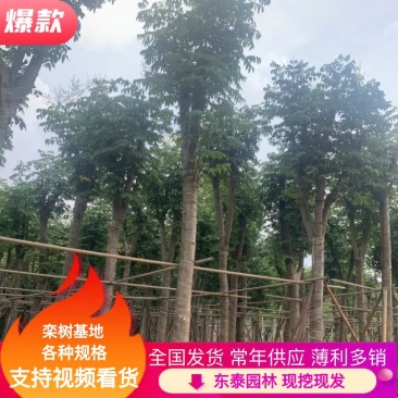 【精选】栾树10公分-15公分，产地直发，可视频看货