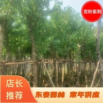 宫粉紫荆5公分到8公分诚信经营价格优惠可视频
