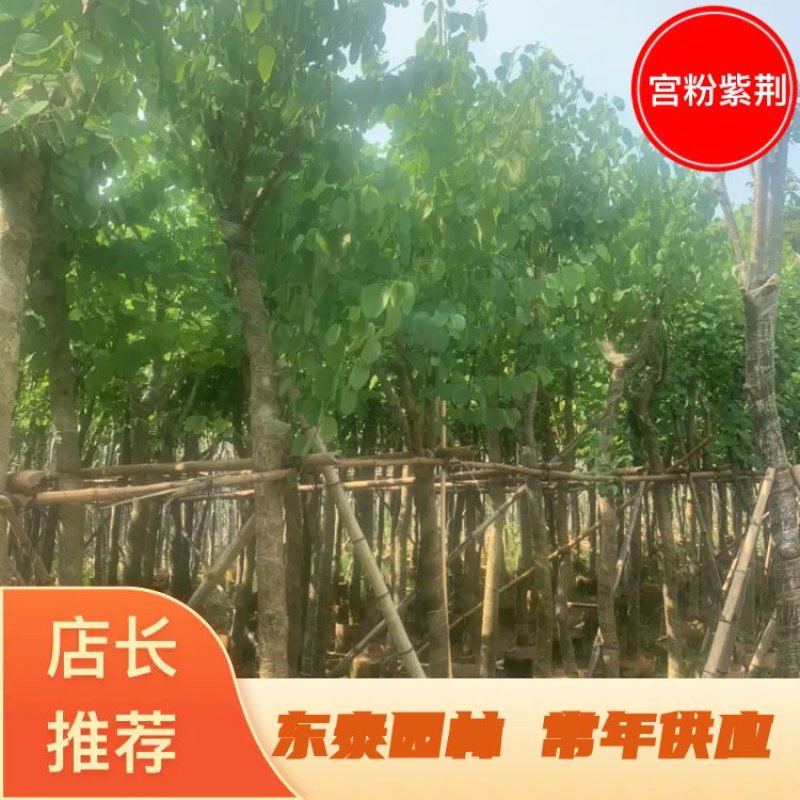 宫粉紫荆5公分到8公分诚信经营价格优惠可视频