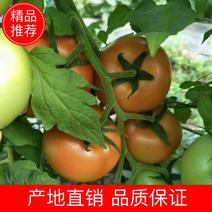 大红西红柿诚信代办超市专供，市场首先产地直销物美