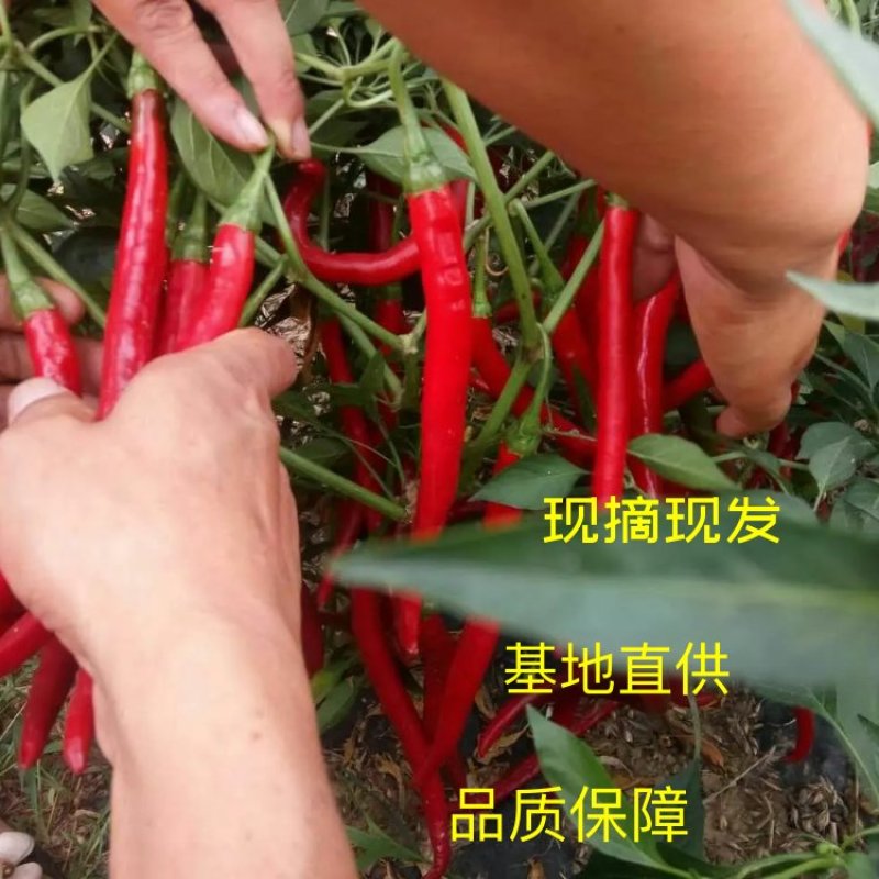 红线椒，基地直供！