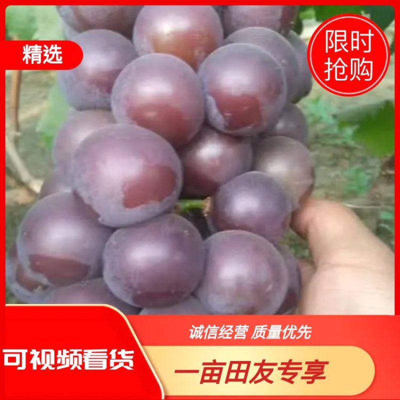 乒乓球葡萄基地一手货源，精品欢迎采购商老板咨询