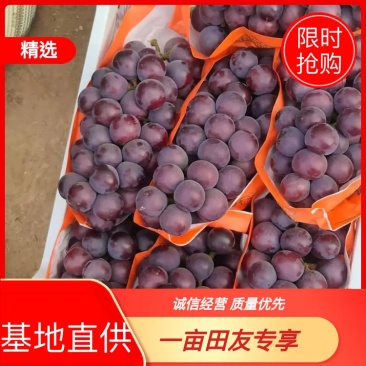 乒乓球葡萄大量上市一手货源，商超直供可视频看货